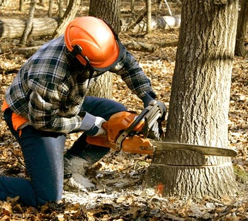 Tree Removal in Stockholm, WI